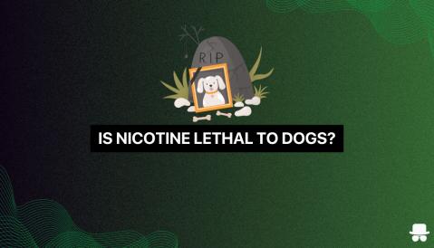 dog ate tobacco pouch My Dog Ate ZYN Pouches? Concern, Solutions, and Safety
